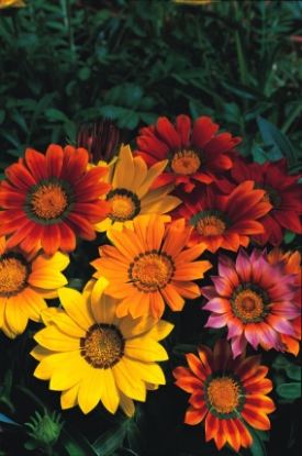 Picture of Gazania - Splendens Mixed